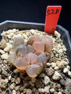 4a 多肉植物 ハオルチア　湖水オブツーサ錦糊斑　自家繁殖　鉢植え発送 51e 多肉植物 ハオルチア 湖水オブツーサ錦糊斑 自家繁殖 鉢植え発送