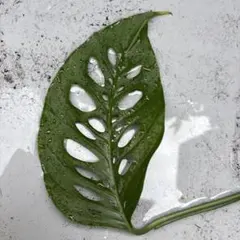 2025年最新】マクロコズム モンステラの人気アイテム - メルカリ