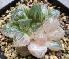 *. 粉薫錦 *. ハオルシア * ハオルチア * 多肉植物 *のサムネイル