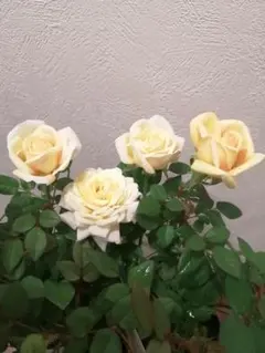 コロン様 リクエスト 3点 まとめ商品