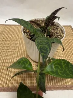 エスキナンサス　マルモタラス　吊り下げ　抜き苗1株観葉植物のサムネイル