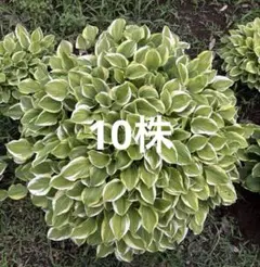 珍品　小型　ギボウシ　ホスタ　変わり斑　まだら　お写真全て　ぬき苗メルカリ便 ホスタ（ギボウシ） 斑入り 抜き苗 15株分 ネコポス専用箱 - メルカリ