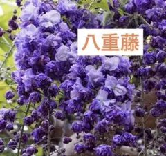 2026年最新】八重黒龍藤の人気アイテム - メルカリ