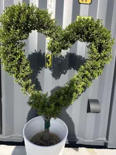 仕立て物　ハート　キンメツゲ　トピアリー　装飾　植木　苗木　柘植　57 仕立て物 ハート キンメツゲ トピアリー 装飾 植木 苗木 柘植 57