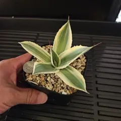 2025年最新】アガベスノーフォールの人気アイテム - メルカリ