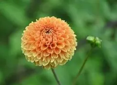 かーか様 リクエスト 2点 まとめ商品