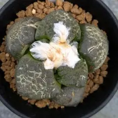 tetragonum DT7778 コノフィツム　テトラゴナム tetragonum DT7778 コノフィツム テトラゴナム - メルカリ