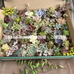 多肉植物　韓国苗　多肉弁当　詰め合わせセット