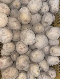 さくさく様専用　きたあかり20kg