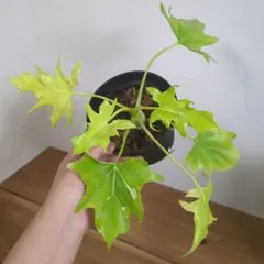 Philodendron williamsii Variegated ネコポス - メルカリ