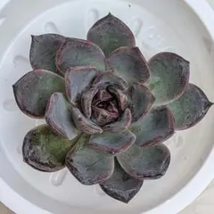 多肉植物 エケベリア【ブラックラクーン】カット苗のサムネイル