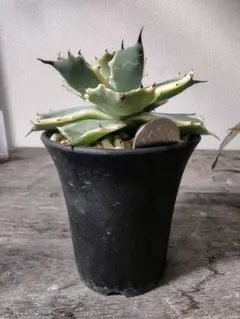 2026年最新】アトミックゴールド アガベの人気アイテム - メルカリ