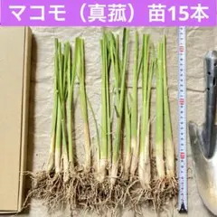 2026年最新】マコモダケ 苗の人気アイテム - メルカリ