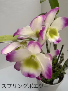 デンドロビュウム３種(植替え苗)のサムネイル