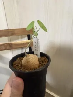 現地株 希少種 ラフィオナクメ ブルケイ ⭐️塊根植物 ビザール