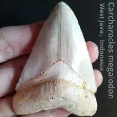 2026年最新】化石 メガロドンの人気アイテム - メルカリ