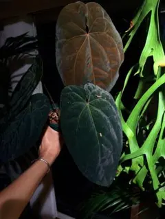 Anthurium RVDP x Antolakii 選抜株 - メルカリ