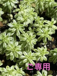 多肉植物　セダム　斑入り森村万年草　カット苗　10カット 多肉植物 セダム 斑入り森村万年草 カット苗 10カット 森村万年草