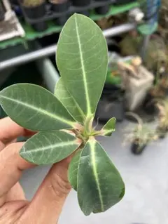 tomika様 リクエスト 3点 まとめ商品