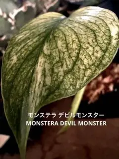 MONSTERA DEVILMONSTERモンステラ デビルモンスター ボトム茎 - メルカリ