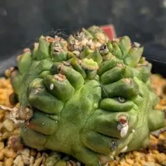 2026年最新】モンストローサの人気アイテム - メルカリ