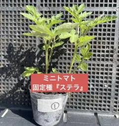 2026年最新】ステラミニトマト 苗の人気アイテム - メルカリ