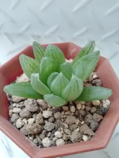 とらっち様 リクエスト 2点 まとめ商品