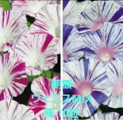 朝顔 ヴェニスピンク&ブルー 種計10粒のサムネイル