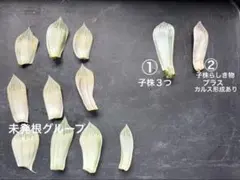お値下げ中！ハオルチア　白蛇伝　葉挿し苗　健康葉　子株あり　セット　糊斑のサムネイル