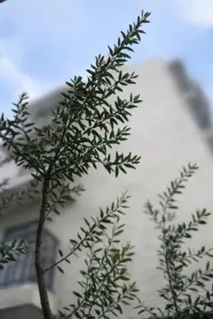 大型】オリーブひなかぜ 2.5m〜3m地植え 庭木・シンボルツリー引き取り 