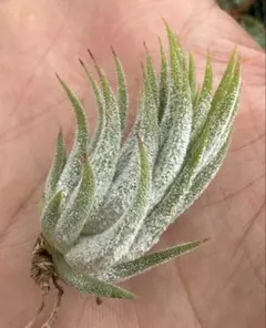 Tillandsia Queen's Pink Rose 速達発送 - メルカリ
