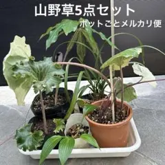 2026年最新】春蘭苗の人気アイテム - メルカリ