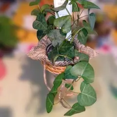 ベテラ 小型室内植物 バスケット - メルカリ