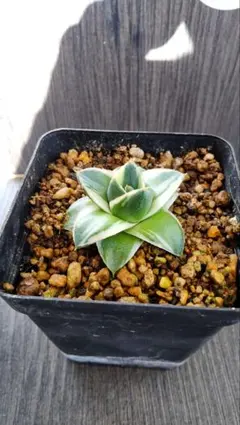 2026年最新】アガベ ピンキーの人気アイテム - メルカリ