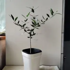 ゆっきー様 リクエスト 2点 まとめ商品