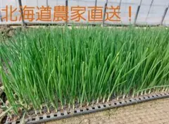 1000本　●玉ねぎ　苗　【北海道道東】　即購入OK 2026年最新】玉ねぎ苗北海道の人気アイテム - メルカリ