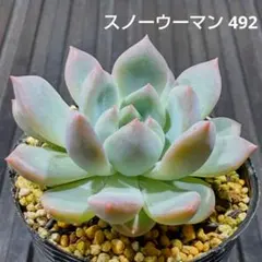 Top【選抜株】多肉植物 25745スノー ウーマン 35個 鉢無し/脱土 - メルカリ