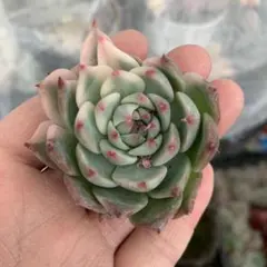 2026年最新】チワワエンシス錦の人気アイテム - メルカリ