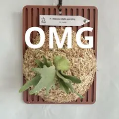P.willinckii OMG ✖️ Calm sporeling - メルカリ