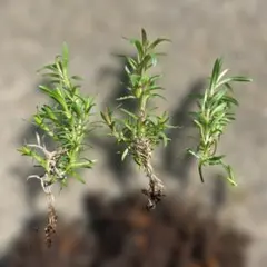 芝桜　3苗のサムネイル