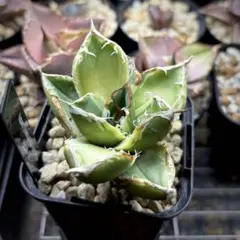 2026年最新】sad錦の人気アイテム - メルカリ