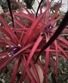 Tillandsia Brachycaulos Variegated 速達発送 - メルカリ