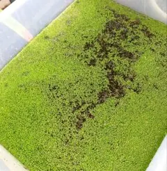 Item thumbnail for item ccf871a9-6d9f-4181-ab3f-008ed21af398