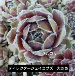 センペルビウム コンプトデコンガエ - メルカリ