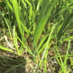 ニラ苗15本(２年目以降のサイズ色々)即日配送のサムネイル