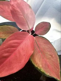 2026年最新】アグラオネマピンクの人気アイテム - メルカリ