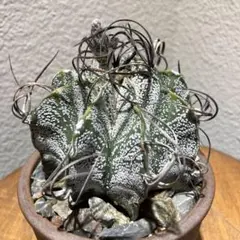 黒士冠 カキコ 自家繁殖苗 サボテン 多肉植物 - メルカリ