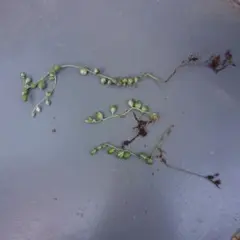 斑入りグリーンネックレス⑨３本消して