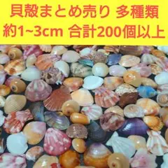 鹿児島県内で採集した「中型の貝殻20種類」 - メルカリ