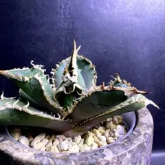 2026年最新】アガベ金剛の人気アイテム - メルカリ